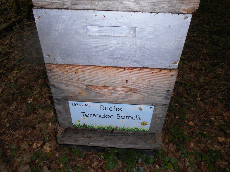 La ruche Terandoc Bomdil